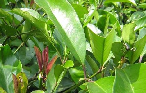 苦丁茶种植常见病虫害的防治技术（苦丁茶种植常见病虫害的防治技术与管理）