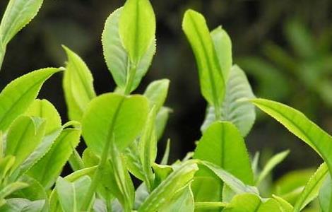 无性系茶叶种植技术 无性系茶苗的栽培技术