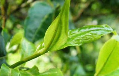 茶树神泽氏叶螨的特征与防治 茶叶杀螨剂