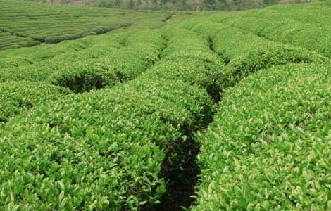 矮化密植茶园的种植管理技术（矮化密植茶园的种植管理技术与管理）