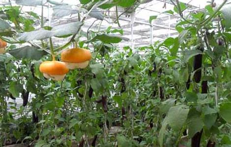 温室蔬菜冬季施肥十不宜 冬季利用温室种植蔬菜时,不利于提高产量的措施是