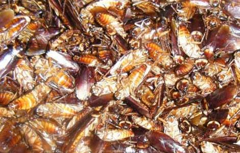 蟑螂的药用价值 蟑螂的功效与作用_蟑螂的药用价值
