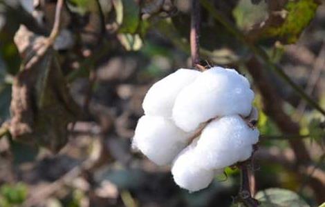 棉花种植技术 棉花种植技术视频