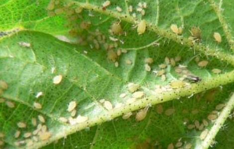 棉花蚜虫的防治方法 棉花蚜虫怎么防治