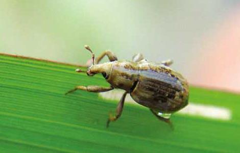 稻水象甲怎么防控（稻水象甲如何防治）