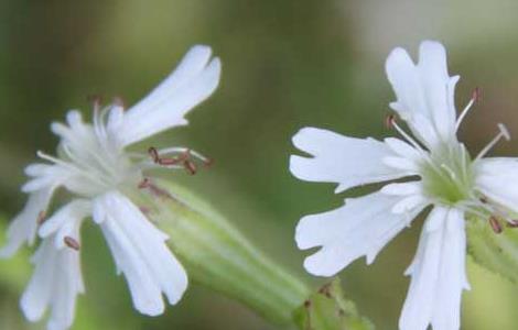 蝇子草的功效与作用 蝇子草的功效与作用图片