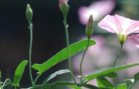 田旋花