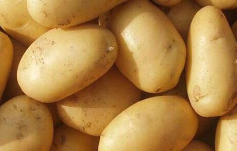 土豆种子价格及种植方法（土豆种子批发价格）