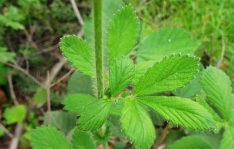 仙鹤草种子价格及种植方法 仙鹤草种子价格及种植方法图片