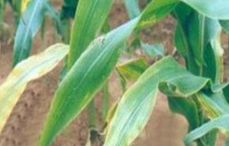 玉米常见病虫害及防治方法 玉米的常见病虫害与防治