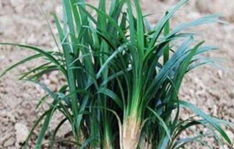 麦冬的常见病虫害及防治方法
