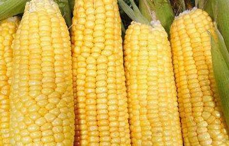 玉米 种植 方法