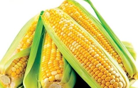 玉米 种植 方法