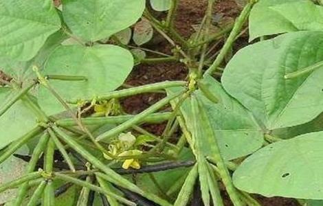 绿豆的常见病害及防治方法