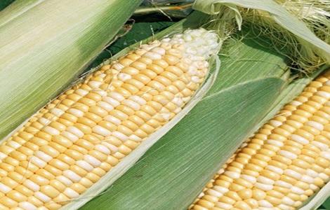 玉米 高温危害 预防