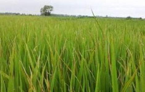 水稻拔节长穗期的田间管理技术 水稻拔节期管理方法