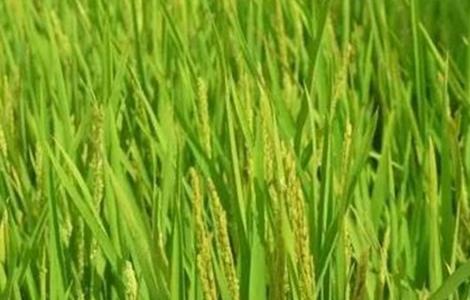 水稻拔节长穗期的田间管理技术