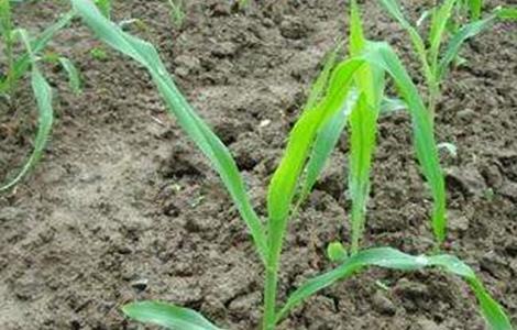 玉米发芽率低的原因及解决措施