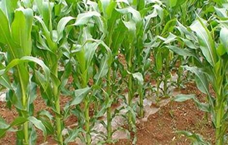 影响玉米产量的原因 玉米产量低的原因有哪些