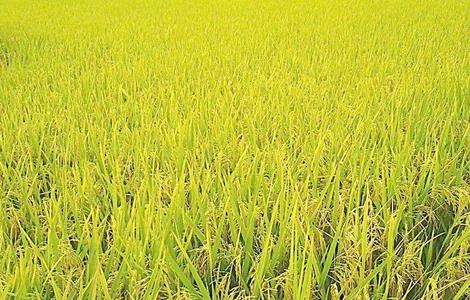 水稻夏季的田间管理 水稻成熟期田间管理技术要点