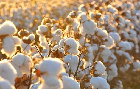 导致棉花产量低的原因 棉花产量高的原因