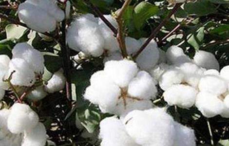 棉花 产量低 原因