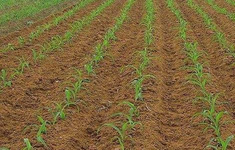 玉米的田间管理技术 玉米的田间管理技术要点