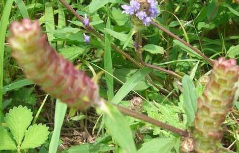 夏枯草种植需要注意什么（夏枯草的种植方法）