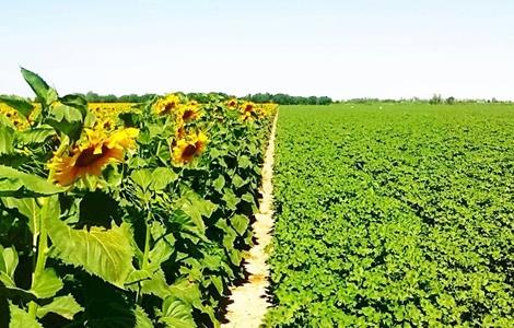 向日葵高产栽培技术 向日葵高产栽培技术与管理