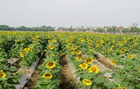 高产 向日葵 栽培技术