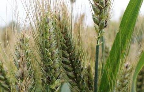 小麦拔节期的田间管理 小麦拔节期田间管理的措施有哪些?