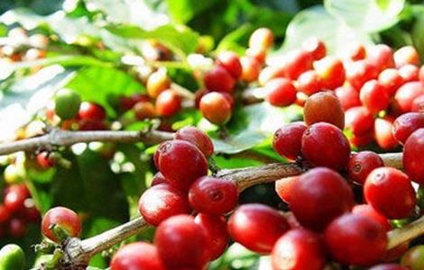 咖啡豆种植的方法（咖啡豆种植方法和栽培注意点）