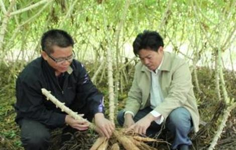 木薯 田间管理 种植