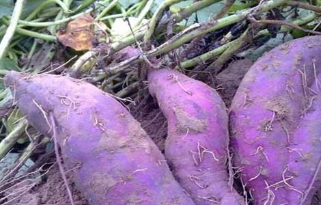 方法 种植 紫薯