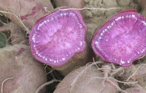 田间管理 紫薯 种植