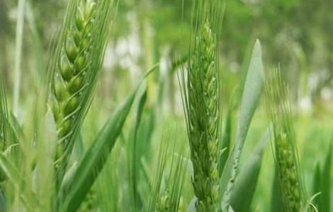 冬小麦 需肥特点 种植