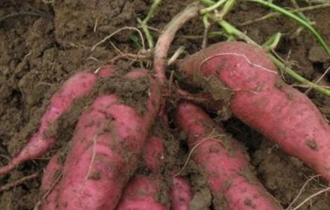 红薯 种植 技巧