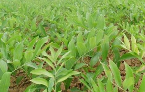 玉竹的种植条件