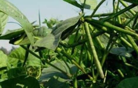 绿豆的施肥方法