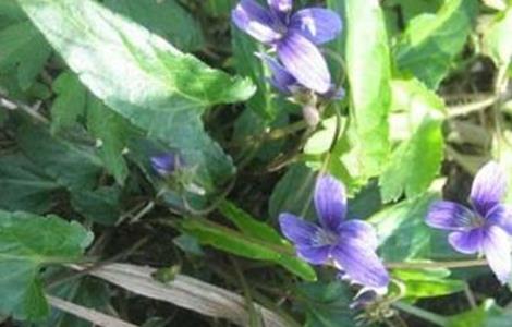 紫花地丁的种植方法 紫花地丁的种植方法和注意事项