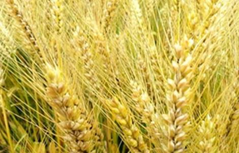 大麦的种植方法 大麦的种植方法顺序的简笔画
