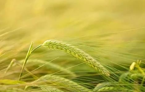 大麦 种植 方法