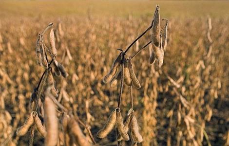 大豆 环境条件 要求