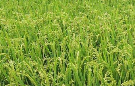 水稻抽穗困难的原因及解决方法