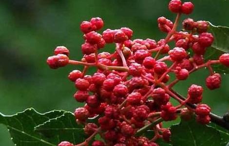 花椒树 繁殖 方法