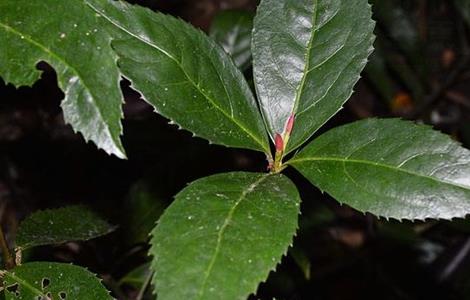 肿节风的种植技术（肿节风的效果怎么样）