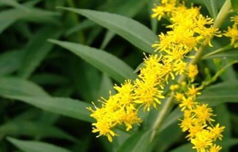 一枝黄花常见病虫害的防治方法 一枝黄花常见病虫害的防治方法视频