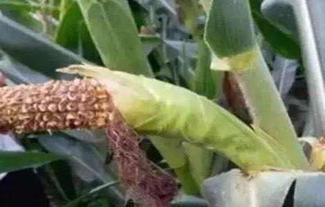 玉米缺粒秃尖