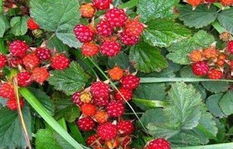 野草莓该怎么种 野草莓怎么种植