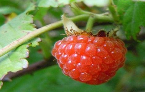 野草莓 怎么 种